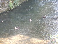 20091019-kamo.20091019.kankou.yugawara.itouya.jpg