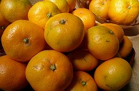 20091021-mikan.mikangari.yugawara.itouya.jpg
