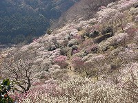 20091223-ume.sanroku.yugawara.bairin.itouya.jpg