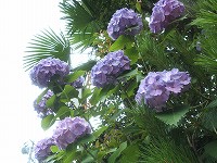 20100702-ajisai.20100702.yugawara.kankou.itouya.jpg