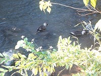 20101116-kamo.20111116.yugawara.shinise.itouya.jpg