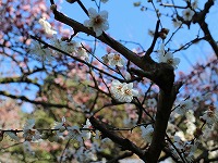 20150210-ume_hakubai_hikanzakura_onsen_itouya.jpg