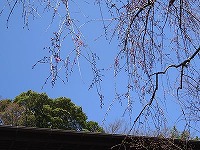 20150330-shidare_1rin_kaika_20150330_onsen_itouya.jpg