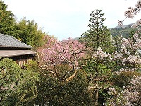 20150406-shinkanyori_somei10_sidare7bu_20150406_yugawara_itouya.jpg
