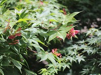20150505-momiji_tane_midori_52banyori_20150505_itouya.jpg