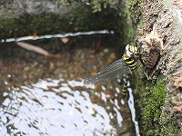 20150606-tonbo_oniyanma_uka_20150606_yugawara_itouya.jpg