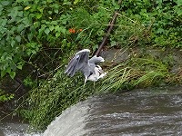 20151005-sagi_kari_2_chitosegawa_2015_ryokan_itouya.jpg