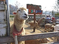 20151025-oratche_hitsuji_20151023_yugawara.jpg