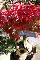 20151207-kouyou_tsukubai_tate_20151207_ryokan_itouya.jpg