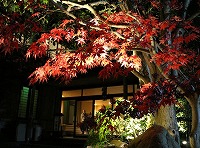 20160108-kouyou_yoru_lightup_20160103_itouya.jpg