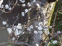 20160113-ume_shiro_6bu_20150113_yugawara_itouya.jpg