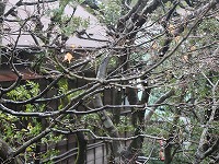 20160118-suiteki_ame_eda_20160118_onsen_itouya.jpg