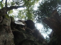 20160127-kinomiyajinja_kusunoki_yugawara_kankou_itouya.jpg