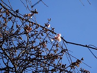 20161231-hikanzakura_kaika_20161231_itouya.jpg