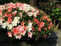 20170520-tsutsuji_akasiro_20170520_yugawara_itouya.jpg