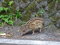 20170903-uribou_inoshishi_yasei_hakone_201709_itouya.jpg