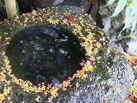 20170930-kinmokusei_chiru_tsukubai_20170929_itouya.jpg