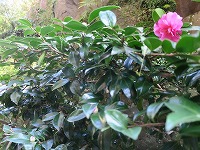20171103-sazanka_20171103_itouya.jpg