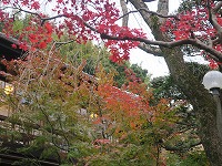 20171209-ike_kouyou_momiji_17dori_20171209_itouya.jpg