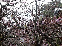20180120-ume_shiro_kaika_20180119_itouya.jpg