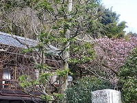20180124-hikanzakura_3bu_17bandoori_20180124_itouya.jpg