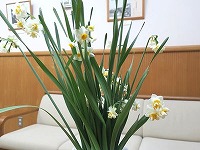 20180204-suisen_asaichi_20180204_itouya.jpg