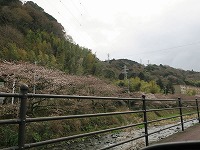 20180320-chitosegawa_sakura_1bu_20180319_itouya.jpg