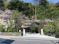 20180326-zenkei_sakura_tsubaki_20180326_itouya.jpg