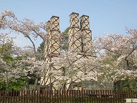 20180404-nirayama_hansharo_sakura_20180403_itouya.jpg