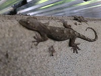 20180710-yamori_chuushajou_yoru_20180709_itouya.jpg