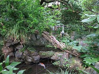 20180718-ike_zakuro_20180718_itouya.jpg