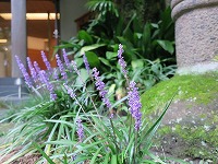 20180911-musukari_niwa_tourou_20180911_itouya.jpg