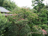 20180912-sarusuberi_10ban_shinkan_20180912_itouya.jpg