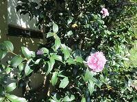 20181103-sazanka_niwa_aki_huyu_20181104_itouya.jpg