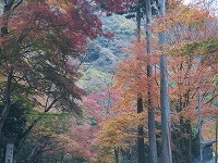 20181204-kouyou_okuyugawara_momijitei_20181204_itouya.jpg