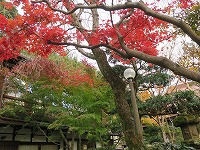 20181208-niwa_aki_17doori_20181208_itouya.jpg