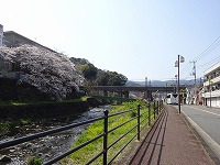 20190327-chitosegawa_sakura_3bu_nanohana_20190327_itouya.jpg