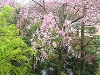20190410-sidare_sakura_7bu_19bankara_20190410_itouya.jpg