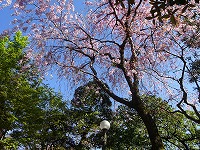 20190413-shidare_sakura_mankai_20190412_itouya.jpg