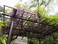20190507-hujidana_hukusenji_kubidaibutsu_20190501_itouya.jpg