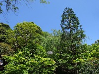 20190508-aozora_midori_20190508_itouya.jpg